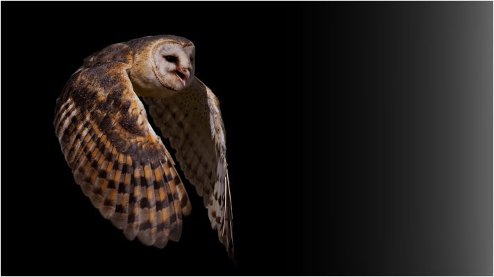 Barn Owl In Flight - Max Stone