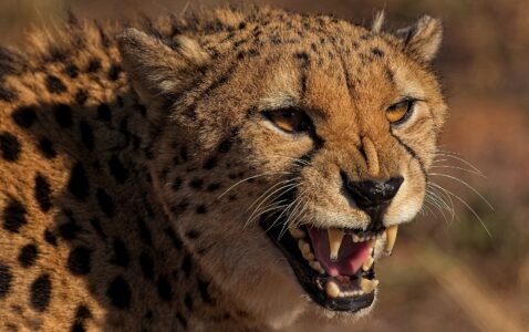 Don't Mess With Me - Pierre de Klerk
