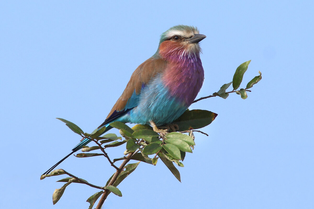 4S-MC-Lilac Breasted Roller Bird-001-Sacha-Fermor