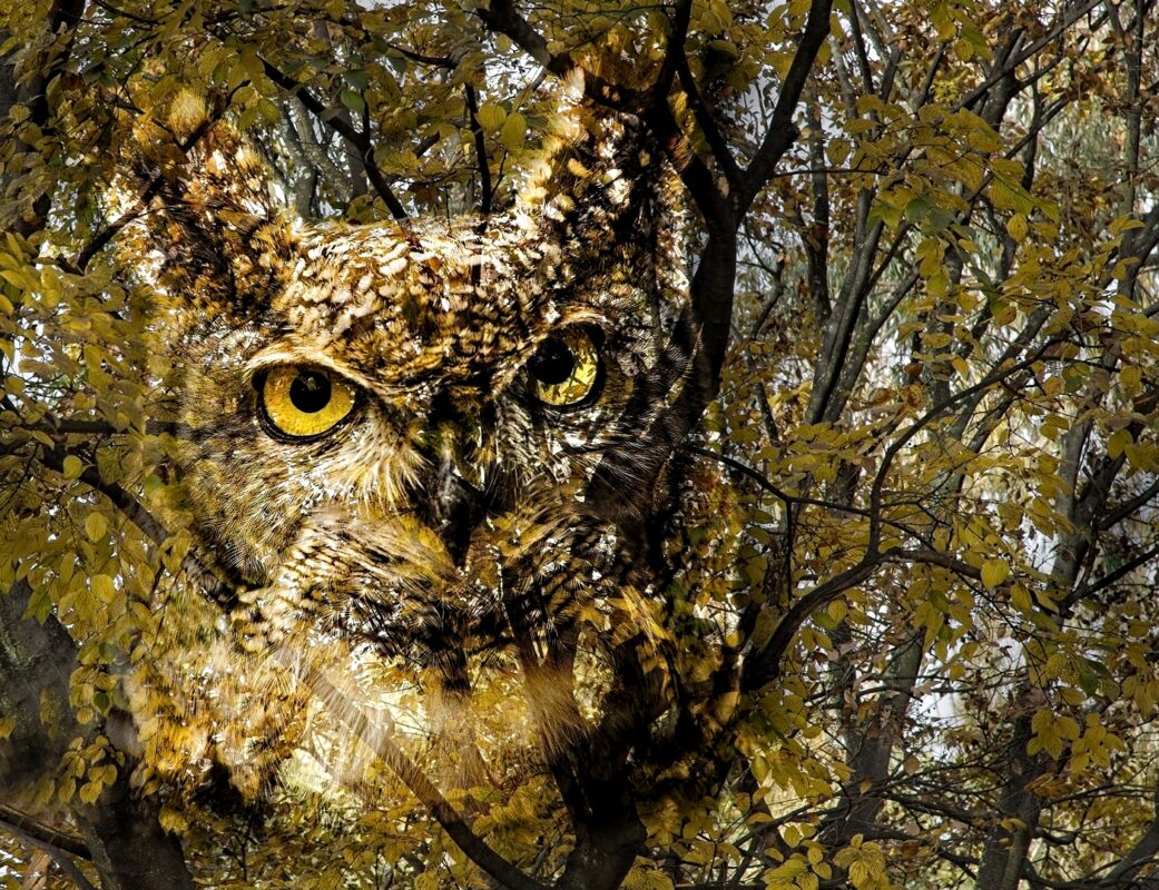 4S-SS-Beware Of The Ninja Owls-001-Pierre-de Klerk