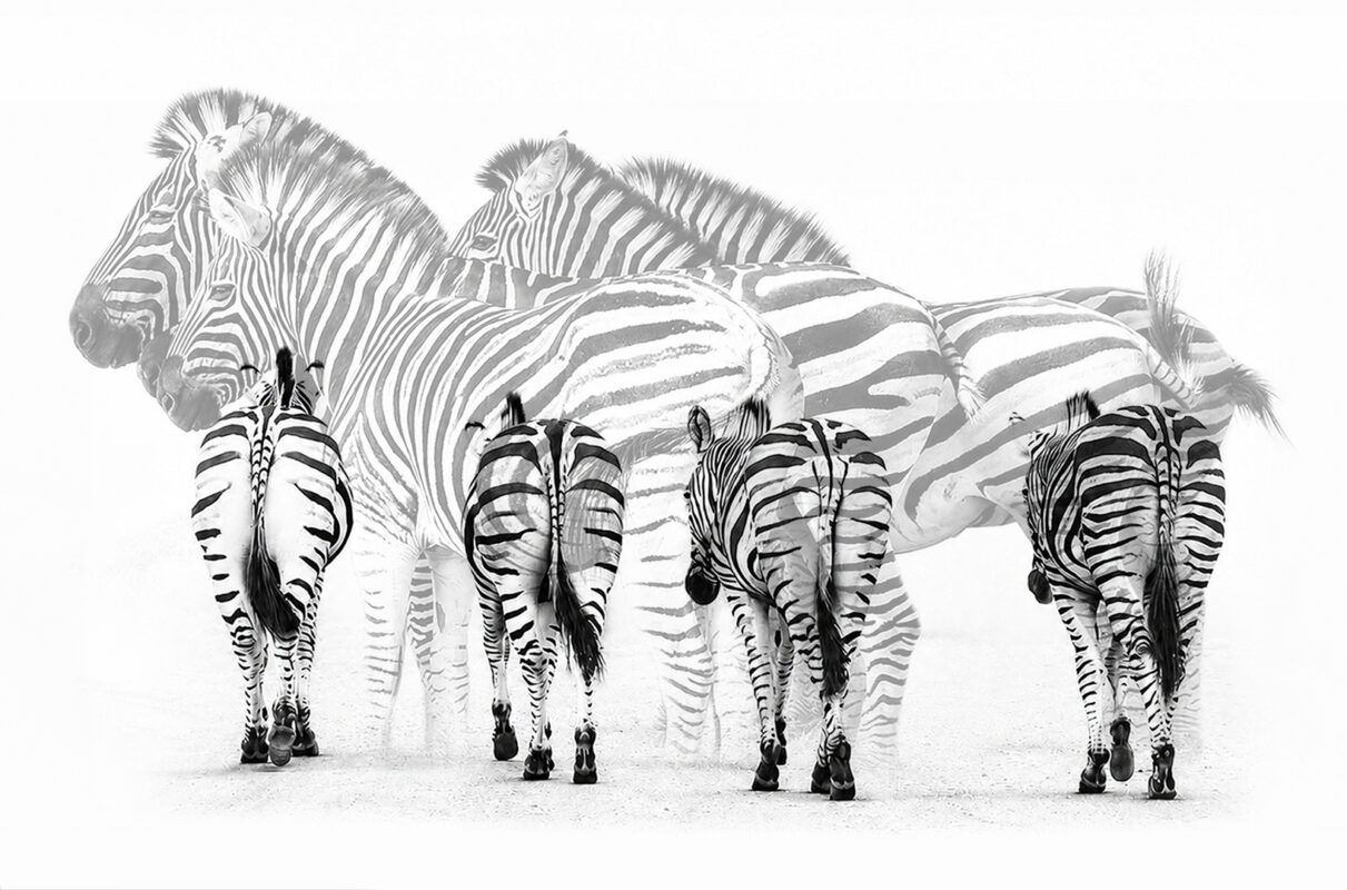 4S-SS-Zebras going for a walk-001-Sacha-Fermor